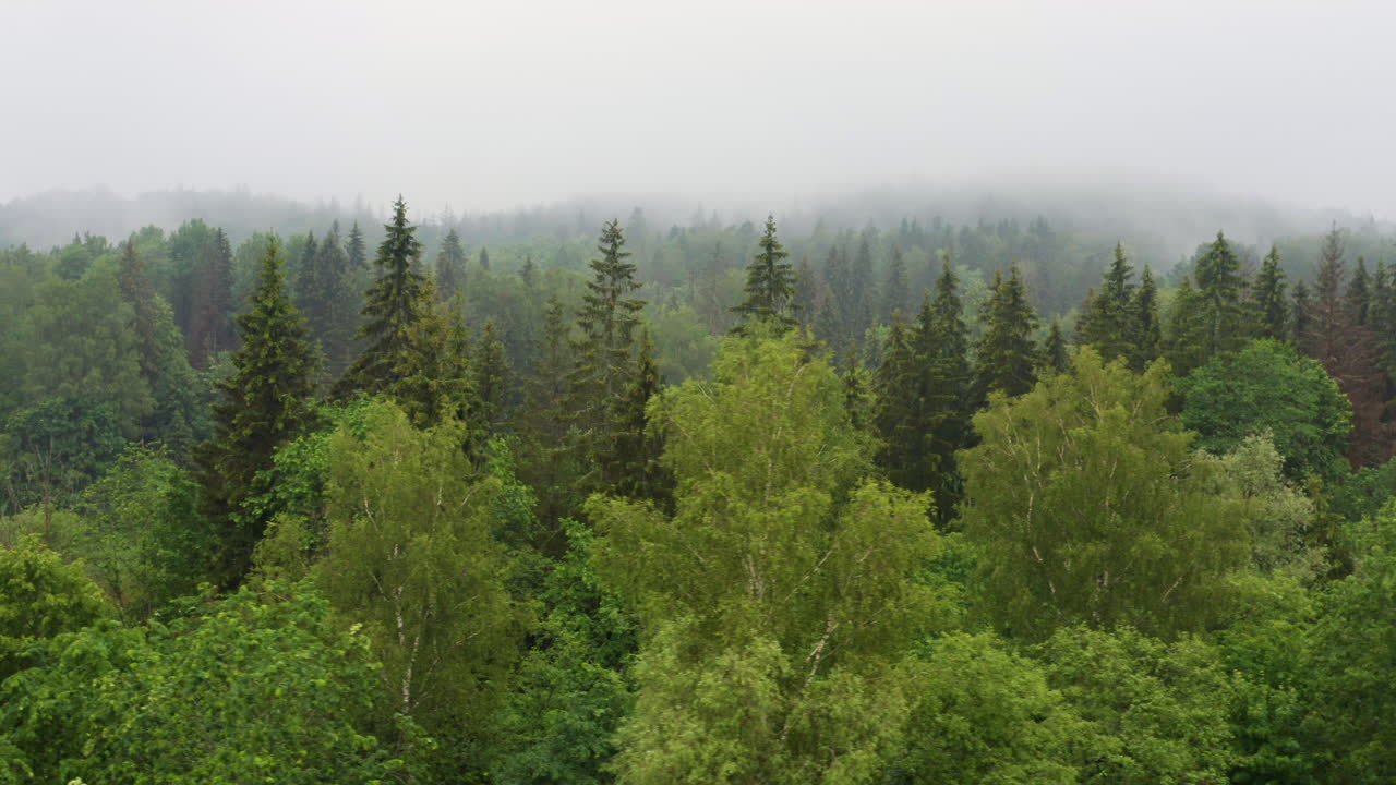 Вечнозеленые хвойные и лиственные деревья в туманной лесной дымке, аэрофотосъемка в 4K