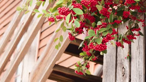 red berries on wooden structure in ballarat