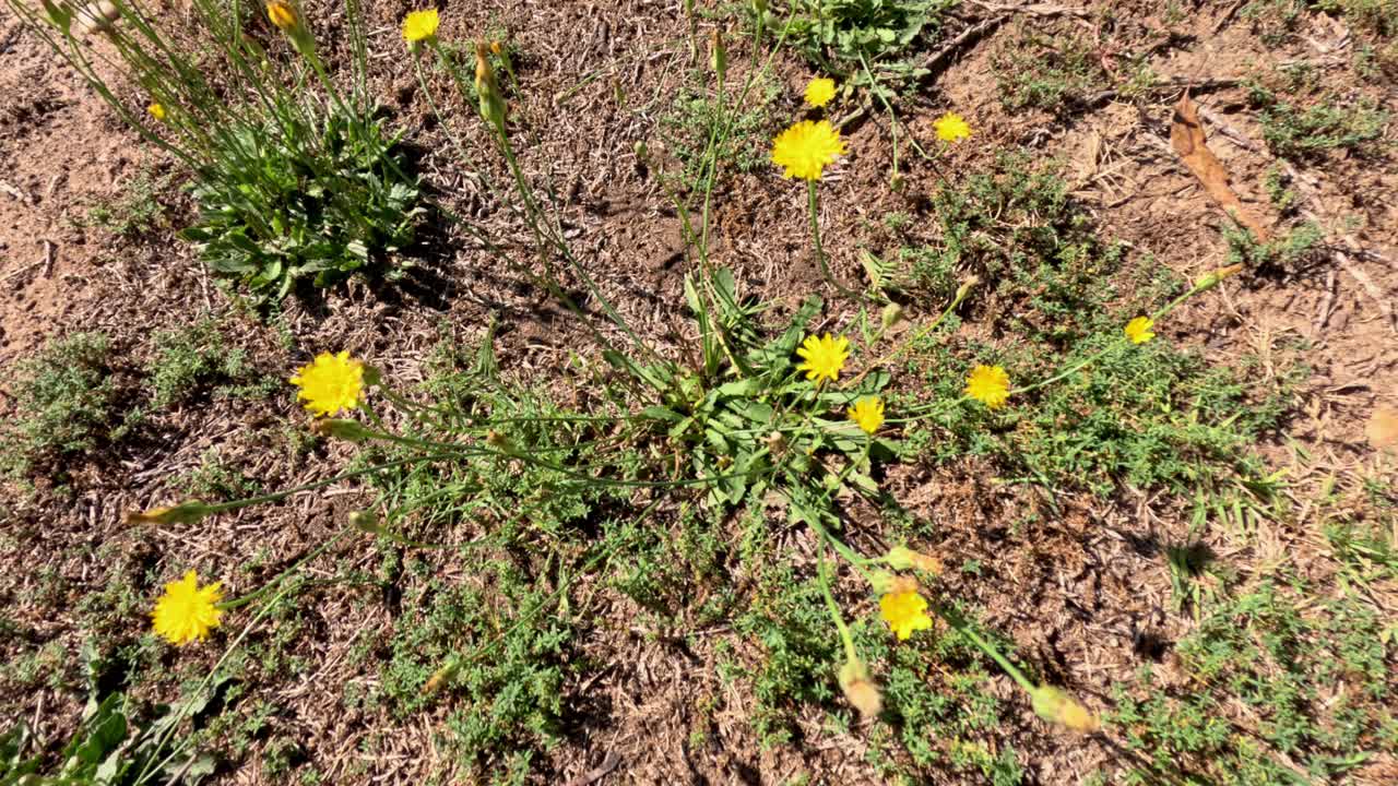 flores amarillas floreciendo en un entorno natural australiano