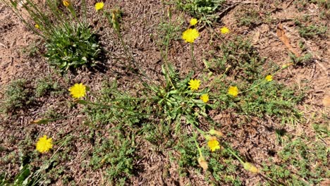 yellow flowers blooming in natural australian setting