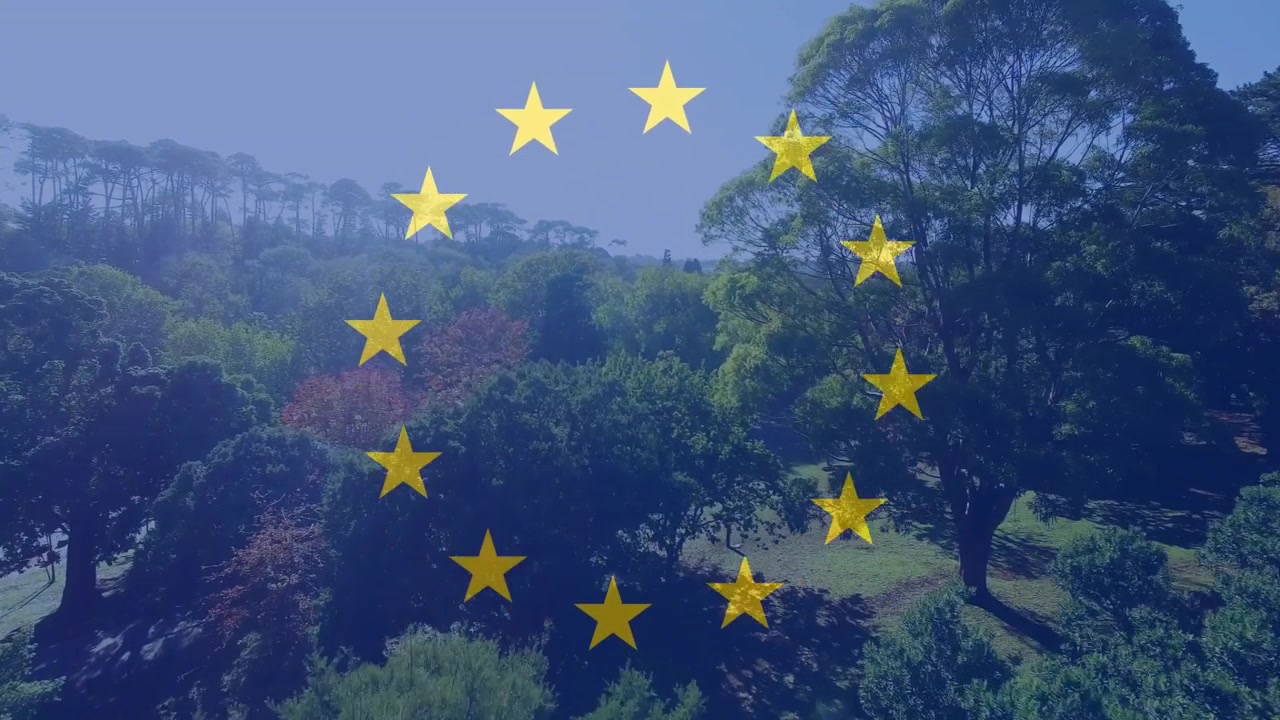 Luz solar revelando estrelas tênues enquanto um anel de 12 estrelas douradas se forma para construir um emblema sobre as copas das árvores.