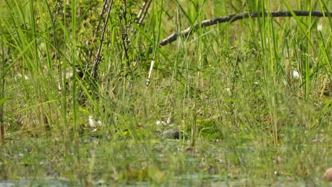 Gallina-De-Agua-De-Pecho-Blanco-En-Estanque---Hierba---Agua-