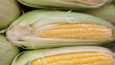 fresh corn cob