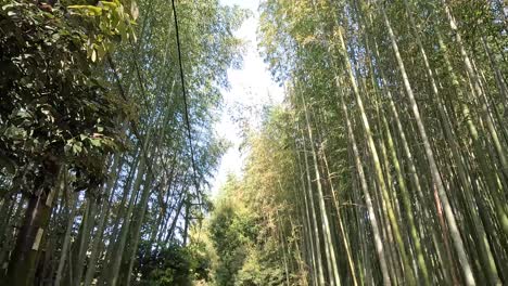 Point-of-View-Of-A-Person-Walking-In-The-Path-Through-The-Natural-Bamboo-Forest-In-Arashiyama,-Kyoto,-Japan