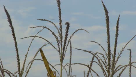 healthy mature corn crop tassel blowing in gently breeze under blue sky