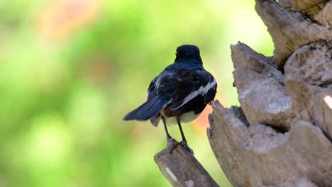 Das-Orientalische-Elsternrotkehlchen-Ist-Ein-In-Thailand-Sehr-Verbreiteter-Sperlingsvogel,-In-Dem-Er-überall-Zu-Sehen-Ist