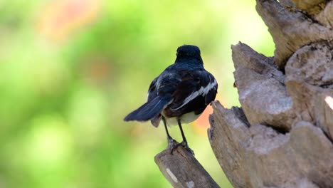 la urraca-robin oriental es un ave paseriforme muy común en tailandia en la que se puede ver en cualquier lugar