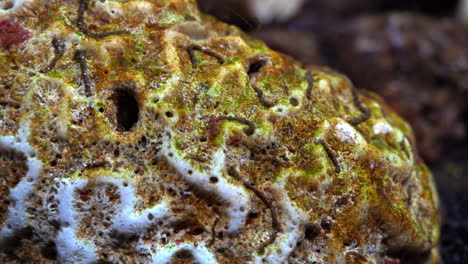 close-up of dead brain coral