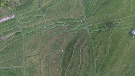 aerial shots of rice paddies. jati luwih-4