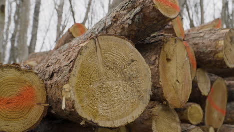 cierre de troncos de pilas de madera recién cortados en una operación forestal de tala listos para la exportación