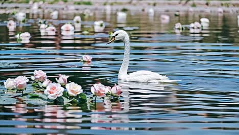 swan among pink roses in a pond