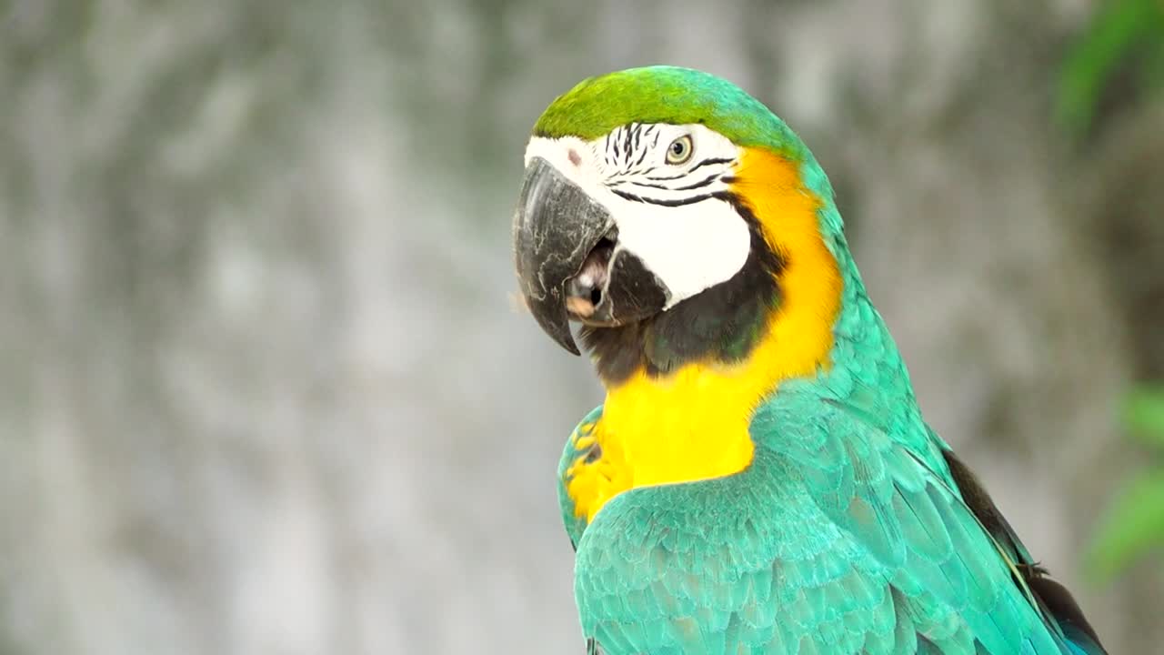 el pájaro guacamayo de chiang mai, tailandia