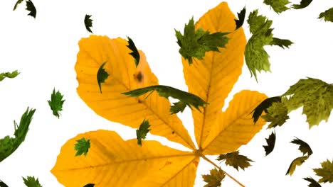 animación de las hojas de otoño que caen sobre la gran hoja amarilla