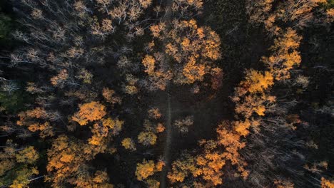 drone ascent revealing a hidden natural path in the middle of a canadian forest with many trees with different colors during fall season in central alberta, canada