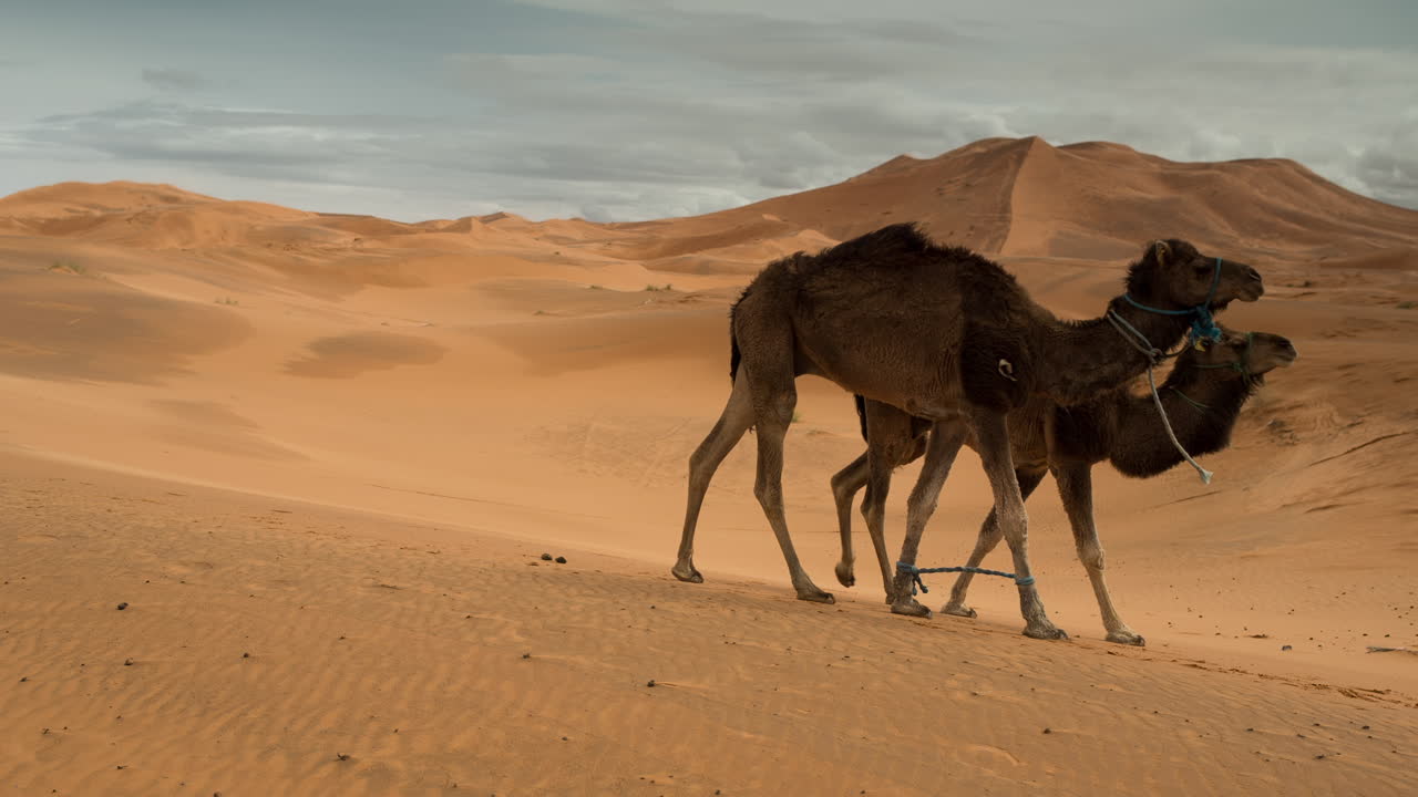 merzouga en el desierto del sáhara en marruecos