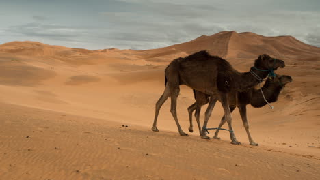 merzouga in the sahara desert in morocco