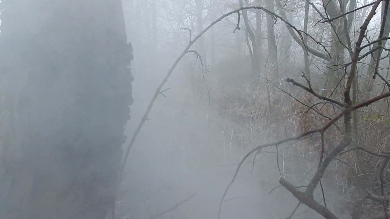 짙은 안개가 자욱한 대기 안개 속에서 마법의 신비로운 삼림 지대 전투 숲 나무