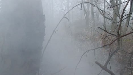 árboles mágicos y místicos del bosque de batalla en una densa niebla atmosférica brumosa