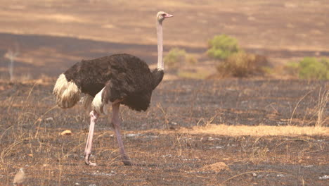 male masai ostrich walking in the savannah in maasai mara national reserve in kenya, africa