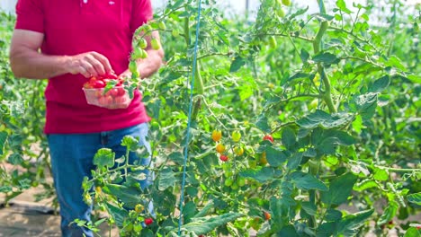 hombre cosechando tomates cherry maduros en un recipiente de plástico en el invernadero
