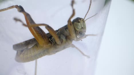 detail macro shot of green grasshopper from below