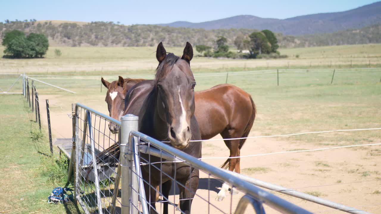 Slow motion close-up of two horses steed stallions next to gate fence in farm countryside pastures grassy meadow ranch in rural town Australia nature animal species stables outdoors grazing