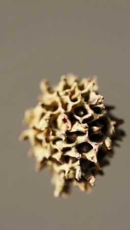 close-up of a dried seed