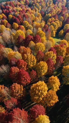 el follaje de otoño en un bosque