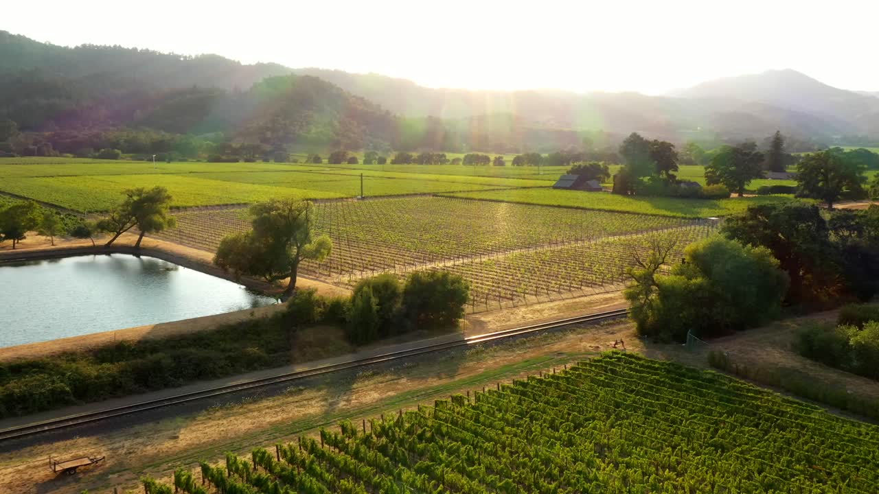 Farmhouse beside vineyard pond and symmetrical grape rows at golden hour, drone approach