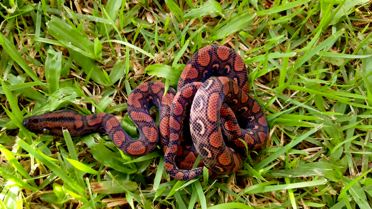 epicrates cenchria es una especie de boa endémica de américa central y del sur