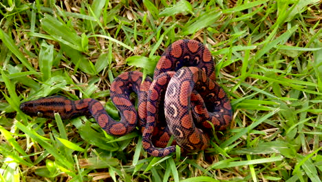 epicrates cenchria es una especie de boa endémica de américa central y del sur