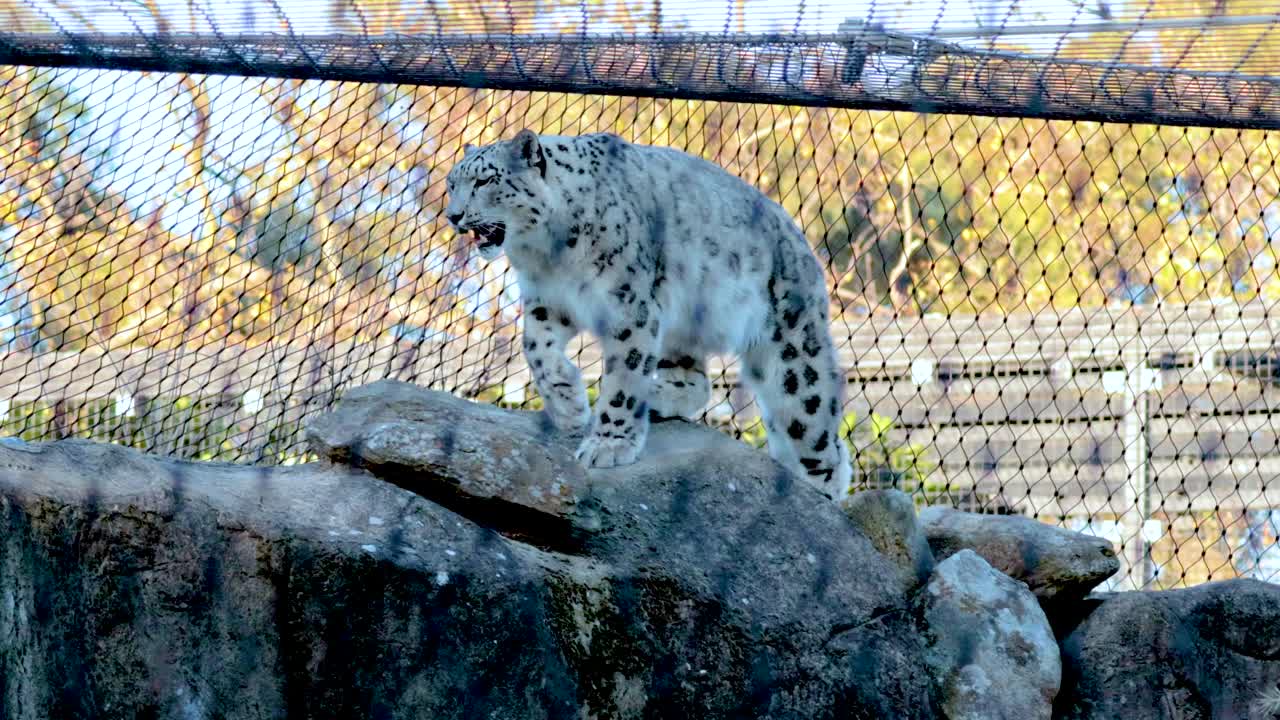 A snow leopard gracefully walks along rocks in a zoo enclosure, showcasing its elegant movements and striking fur pattern