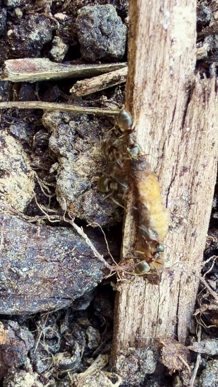 Le formiche mostrano lavoro di squadra e forza mentre trasportano la loro preda, una larva di tipula. Formato verticale