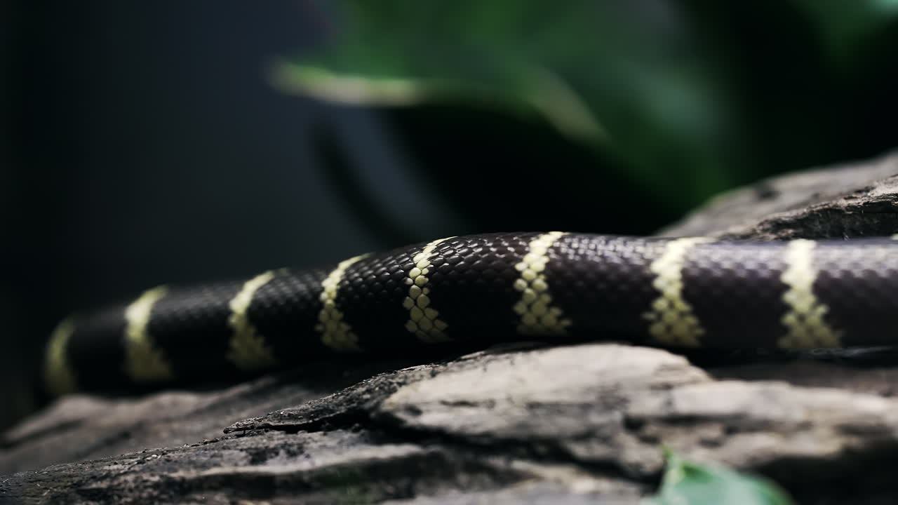 калифорнийская змея медленно передвигается по камням в террариуме, крупный план