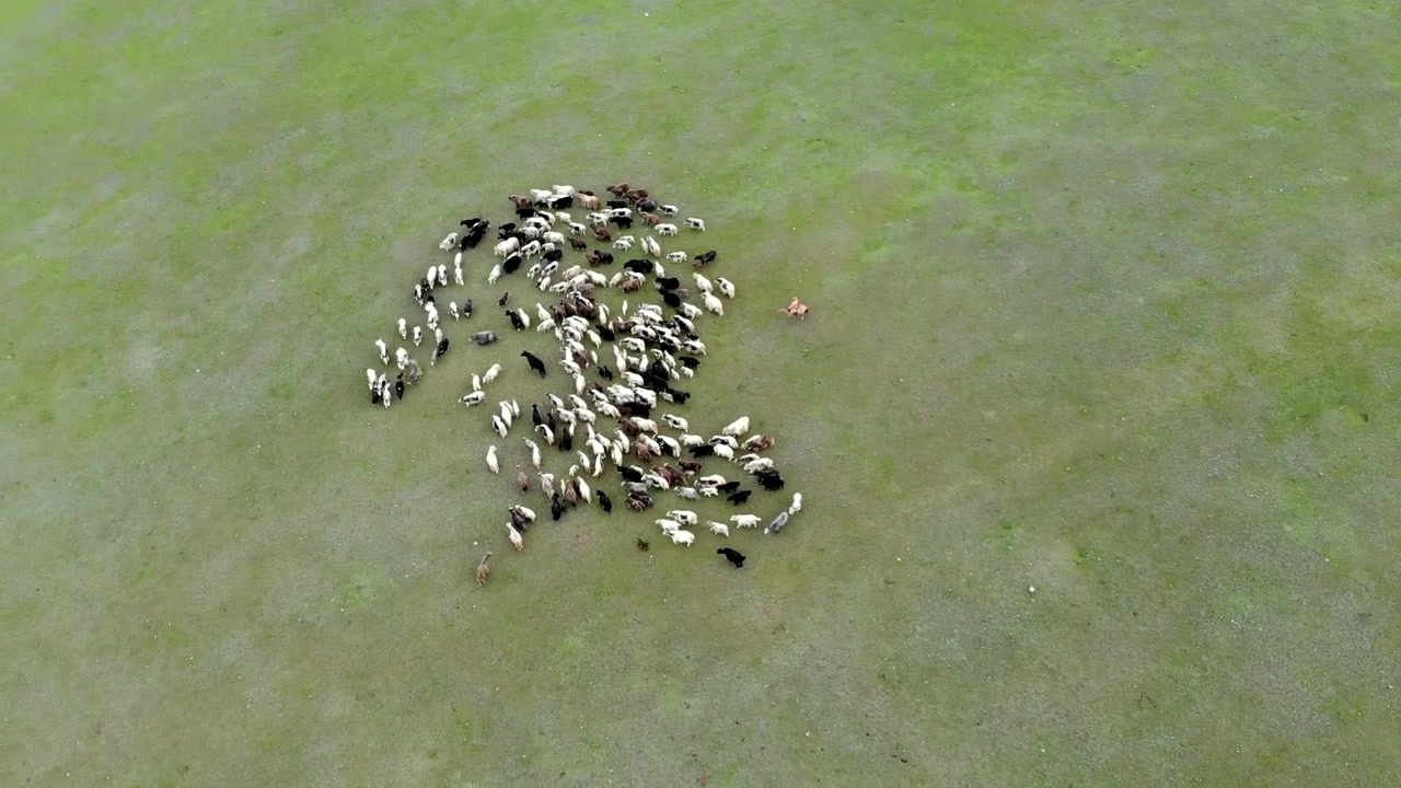 Aerial View of a Herd of Sheep Grazing on Green Pasture