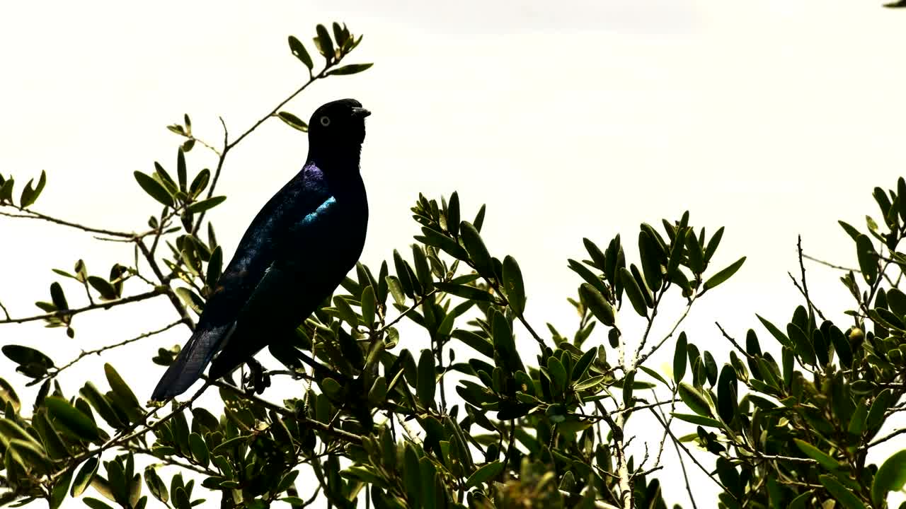 fotografía de perfil de un magnífico estornino en amboseli
