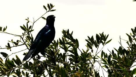 profile shot of a superb starling at amboseli