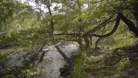 scenic view of voidomatis river natural water stream, greece