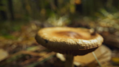 Old-mushroom-grows-on-ground-with-dry-leaves-and-needles