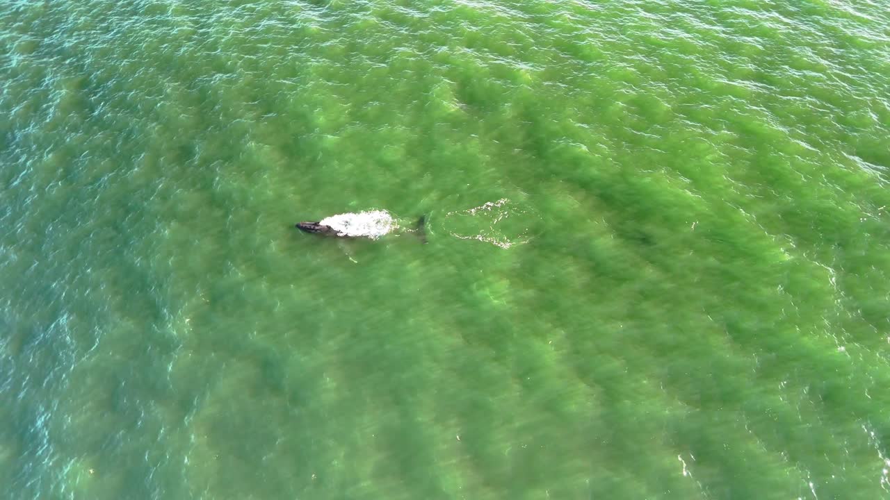 A humpback whale making bubbles
