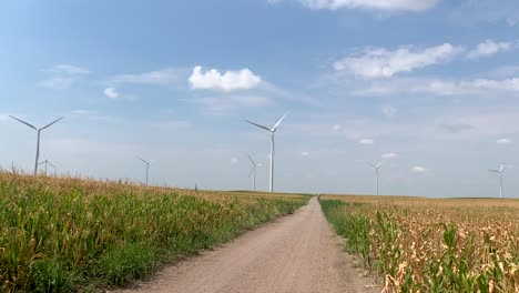 Sonniger-Tag-In-Den-Maisfeldern-Mit-Windrädern,-Die-Sich-Im-Hintergrund-Drehen-1