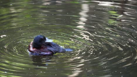 pato de pico azul nadando y arreglándose en el agua