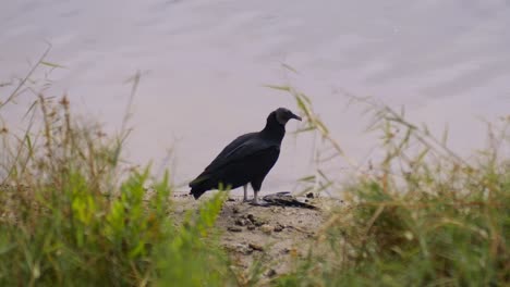 Black-Turkey-Vultures-Eating-Fish-Near-water