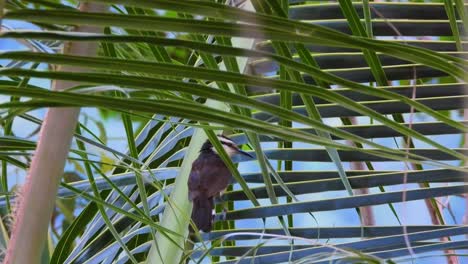 wren de dos colores saltando entre las hojas de una palmera, observando pájaros