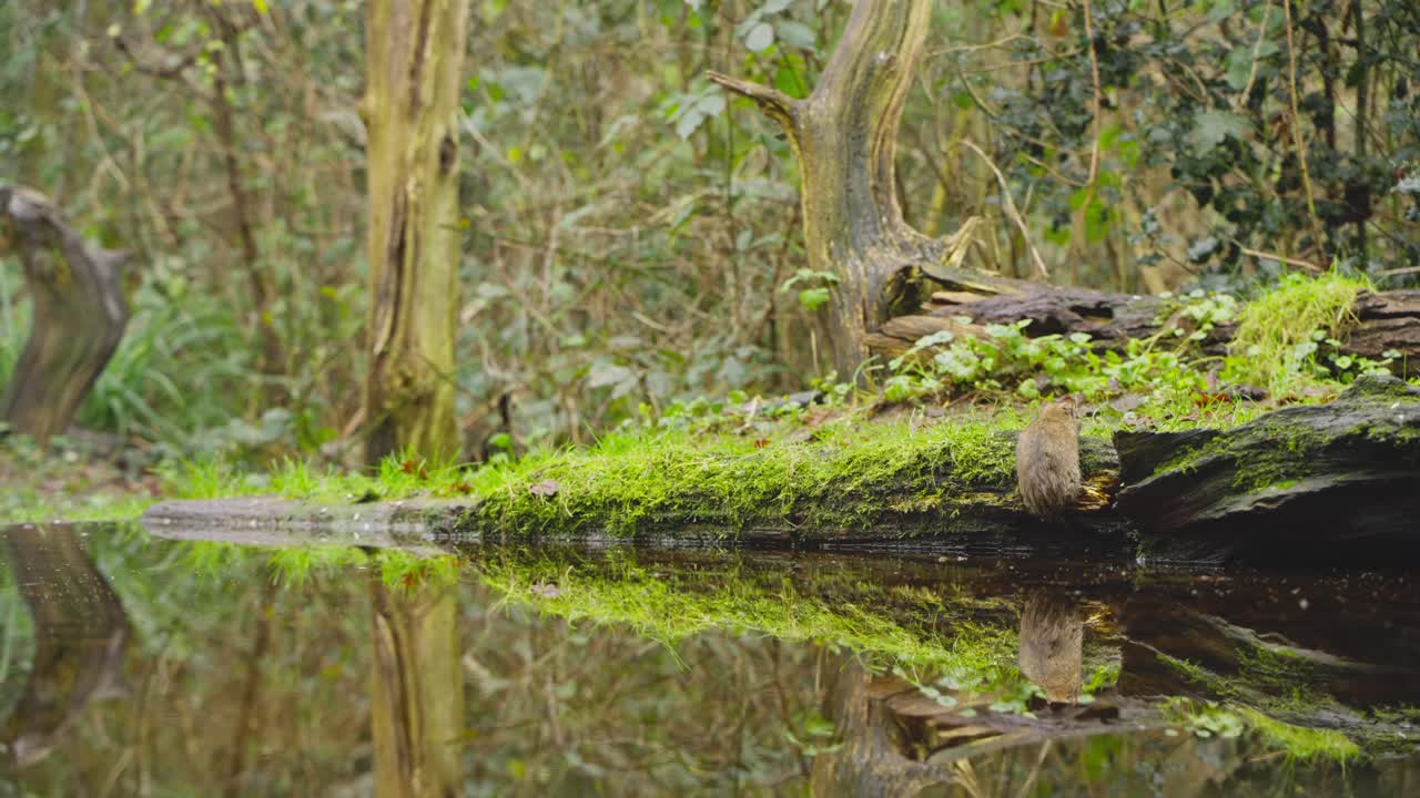 A brown rat resting beside forest pond surrounded by vegetation and sunlight in Drenthe