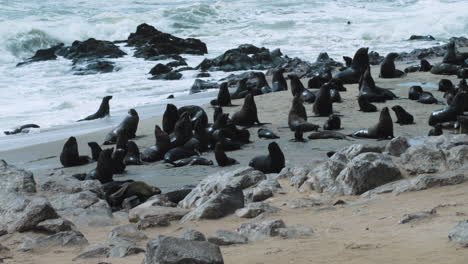 colonia de lobos marinos del cabo en una playa rocosa con parches de arena