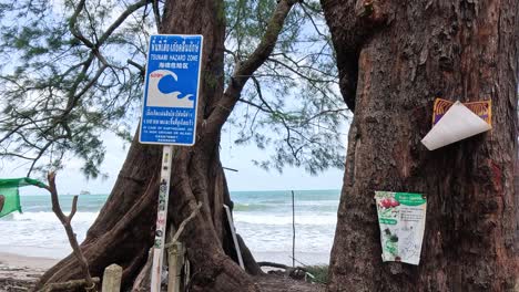 a blue tsunami warning sign is attached to a large pine tree near a sandy beach in ko phayam, thailand. daylight, static camera, natural lighting