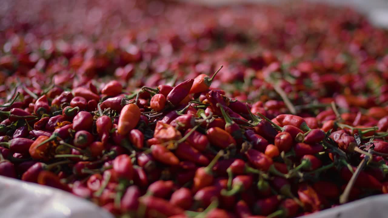 Close up clip of red chillies drying in the sunshine