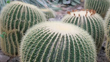 a group of cacti with the scientific name echinocactus grusonii in a botanical garden a group of cacti with the scientific name echinocactus grusonii in a botanical garden cactus in green housecacti or cactusvariety cactus in pot and garden