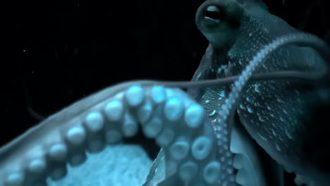 octopus with tentacles moving in aquarium tank. extreme closeup shot